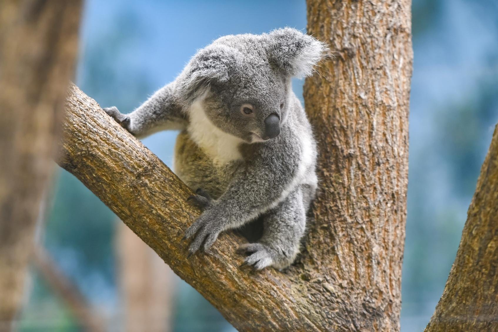 🐘 히라카와 동물공원